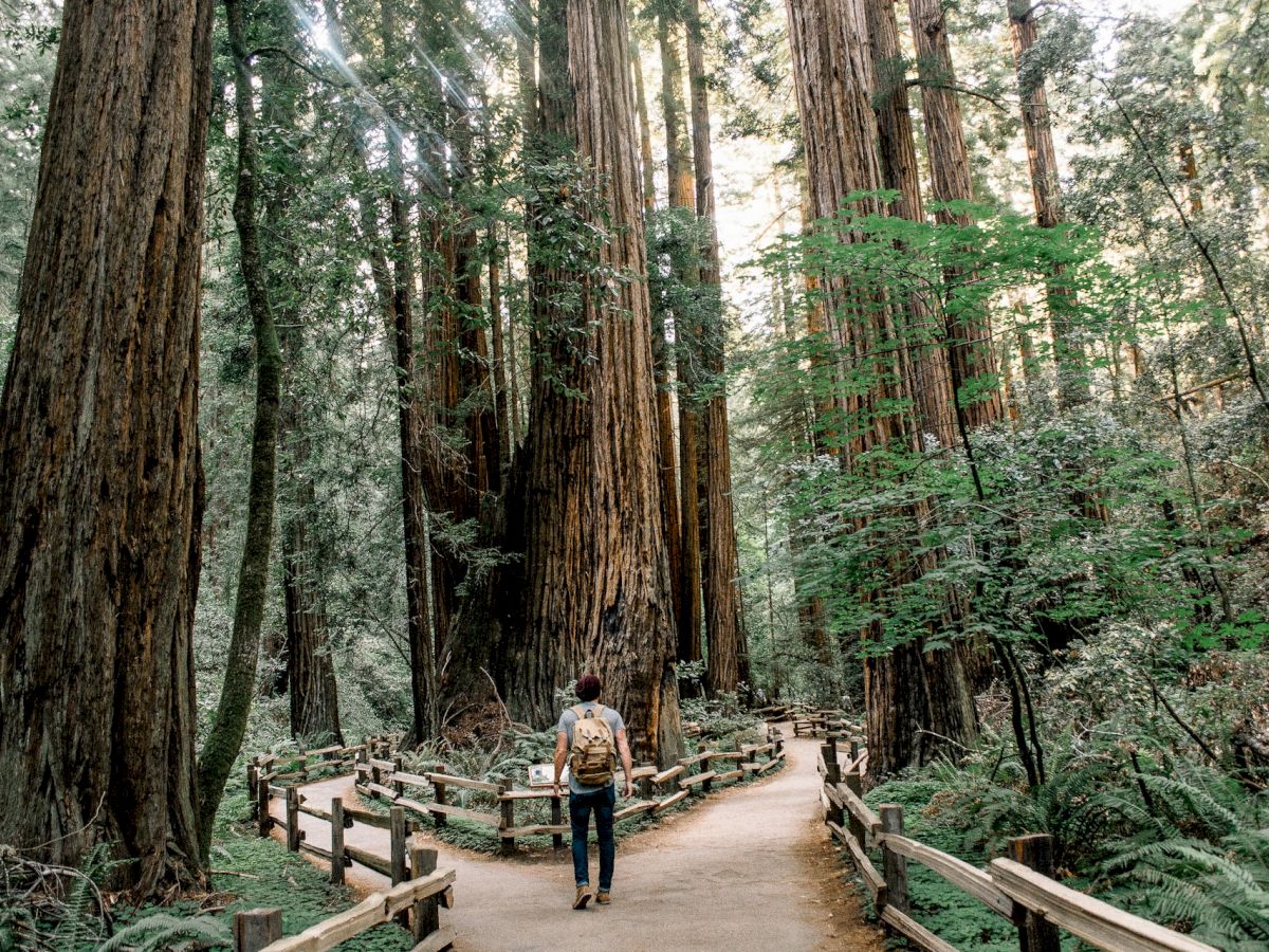 A person walks along a path surrounded by tall redwood trees in a forest, with wooden fences lining the trail on both sides, leading to a fork in the path.